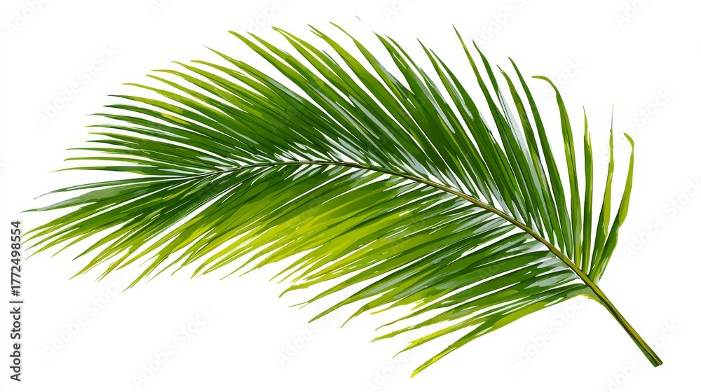 Obraz premium A branch with fresh green leaves and herbs is isolated on a white background