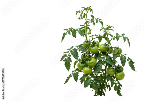 Green unripe tomatoes growing on a bush natural organic produce garden freshness isolated on transparent background