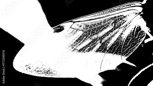 Closeup of a delicate insect wing with intricate veining against a stark black background isolated on transparent background