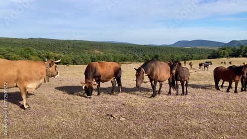 Group of horses and cows in a meadow in Valderejo Natural Park. Basque Country. Spain