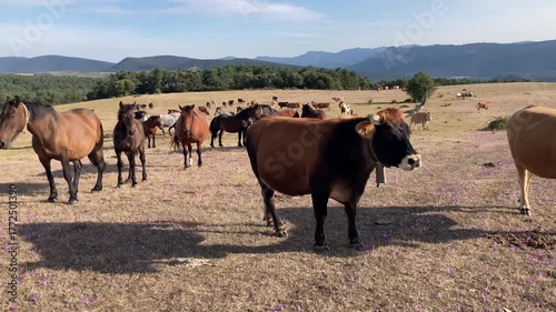 Group of horses and cows in a meadow in Valderejo Natural Park. Basque Country. Spain