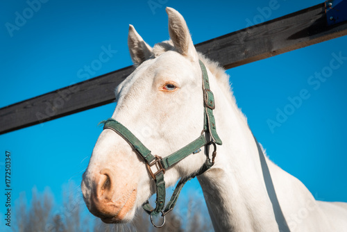 White horse with halter under clear blue sky