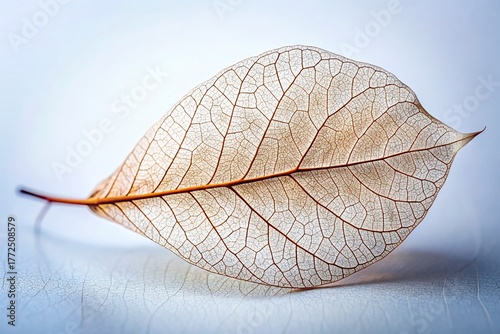 Dried Leaf Skeleton, Intricate Vein Detail, White Background, Macro Photography