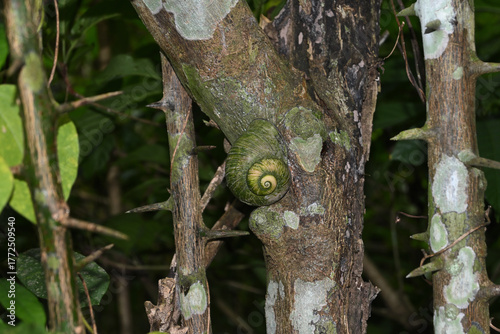 A giant land snail resting by clinging to a tree stem