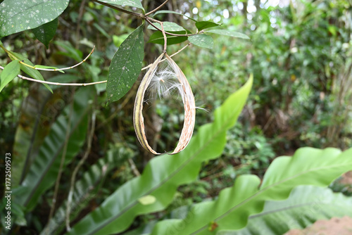 View of a dry coral swirl plant seed capsule that has been opened and contains seeds