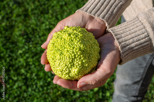 A woman holding a osage orange or Osagedorn (Maclura pomifera) fruit in her both hands in October