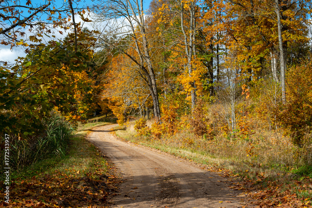 Obraz premium a charming alley of trees in autumn, gold leaves cover the trees and the ground, sunny autumn day