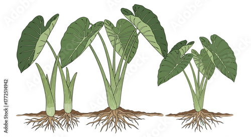 green plant in a pot