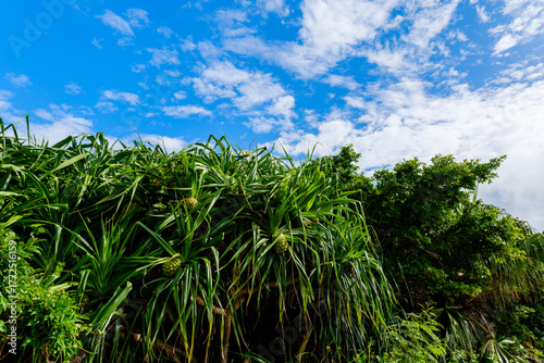 Wallpaper Mural 石垣島で見つけた南国の豊かな大自然を感じる風景 Torontodigital.ca