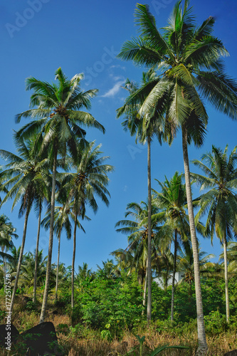 Wallpaper Mural Upward view of tall tropical coconut palm trees under clear blue sky, symbolizing tropical nature, agriculture, and sustainable environment. Torontodigital.ca