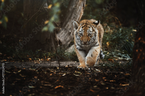 Siberian tiger (Panthera tigris altaica) detail portrait