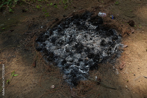 Close-up of Cold Campfire Ash and Charcoal on Ground with Pine Needles