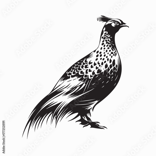 Quadro su tela Elegant Partridge Bird Illustration Nature Wildlife Vector on white background