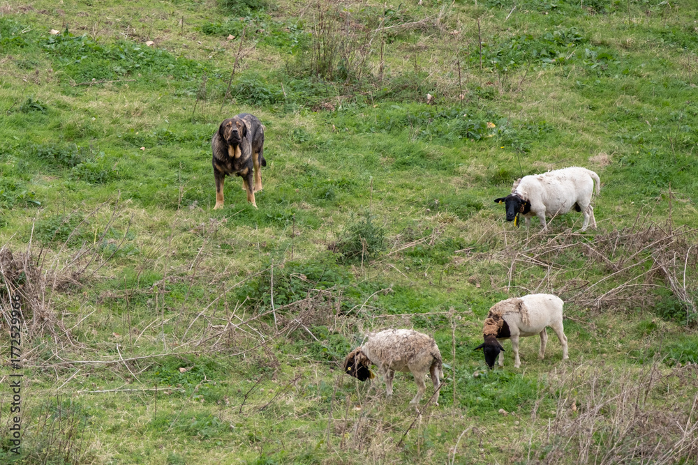 Fototapeta premium Shepherd dog protecting sheep in the meadow
