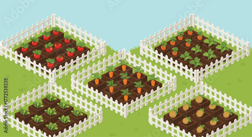 Vibrant isometric vegetable garden showcases fresh tomatoes carrots lettuce and potatoes growing in neat raised beds with white fencing