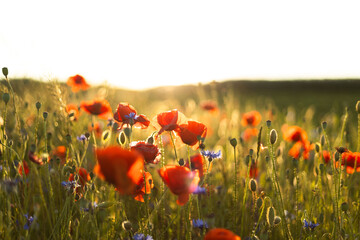 Papier peint photo Établissements de soins Fleurs rouges herbe contre-jour soleil  © Анастасія Павлик