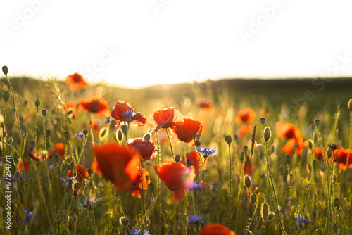Canvas Print red flowers in the grass against the background of the sun