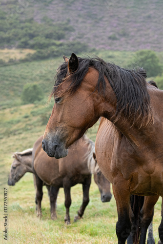 Portrait of a thoroughbred horse with its mane in the wind