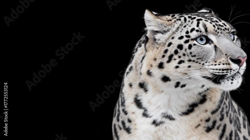 Snow leopard with striking blue eyes poses against a dark background in a captivating close-up shot