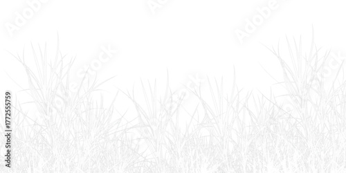 grass on white background.