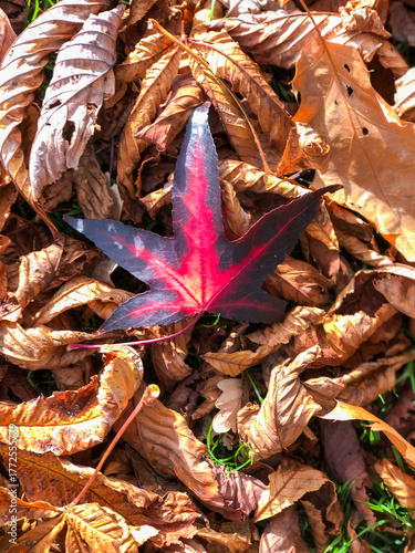 Maple leaf with unusal pattern in a pile of autumn leaves during fall season in a park