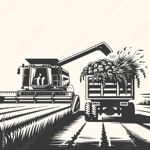 Combine harvester unloading grain into a trailer in a field during harvest season, agricultural machinery