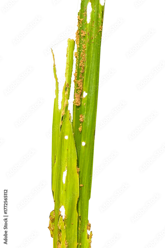 Fototapeta premium affected corn plant, Corn plants are affected by the fall army worm spodoptera frugiperda pest with holes in the leaves and brown powder,