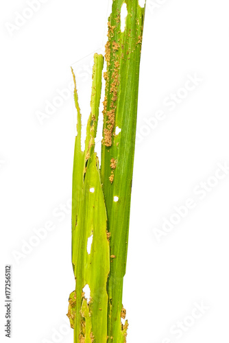 affected corn plant, Corn plants are affected by the fall army worm spodoptera frugiperda pest with holes in the leaves and brown powder,