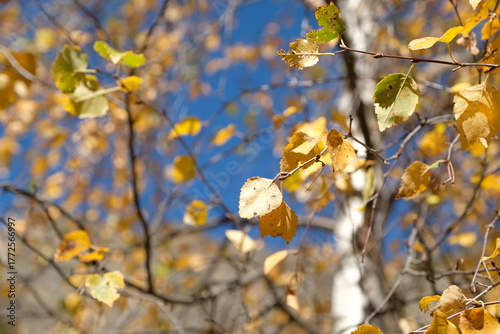 yellow leaves in spring
