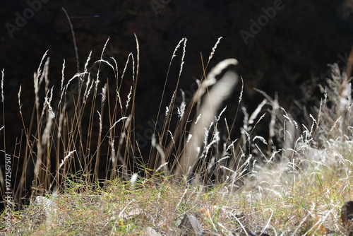 grass in the field