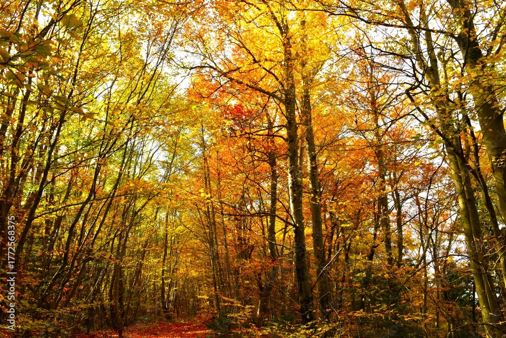 Fototapeta premium Temperate, deciduous broadleaf beech forest in yellow and orange autumn foliage