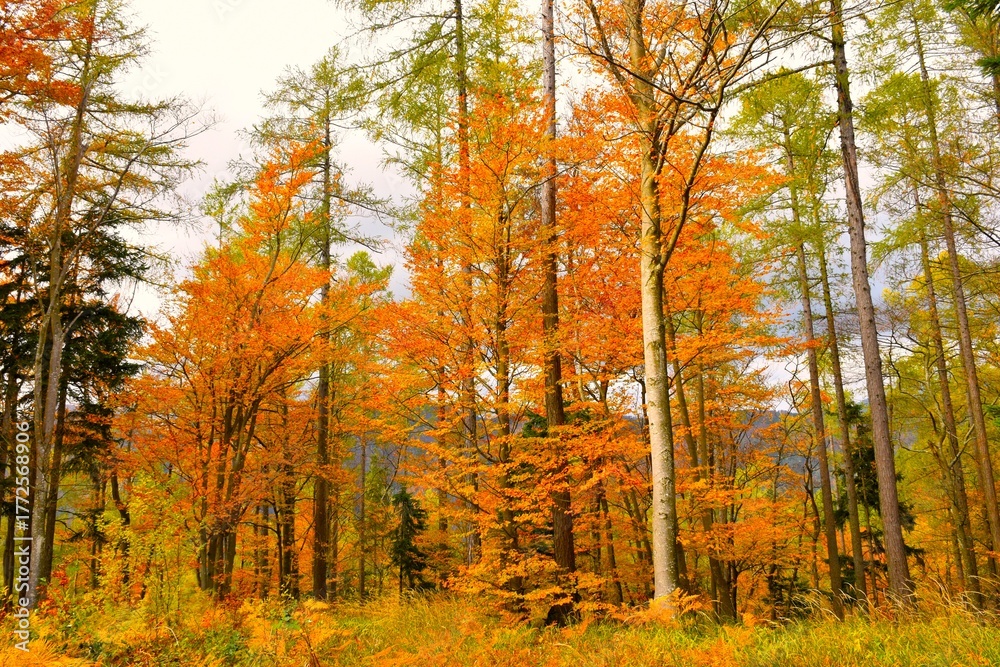 Fototapeta premium European beech (Fagus sylvatica) forest in orange autumn colors