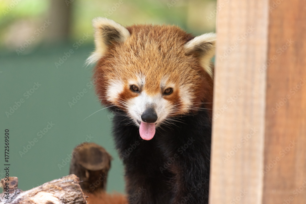 Fototapeta premium Captive Red Panda Playfully Sticking Out Tongue in Enclosure