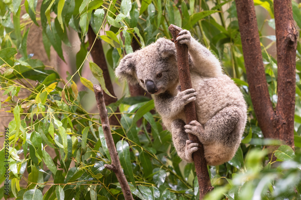 Fototapeta premium Young Koala Climbing Tree at Currumbin Wildlife Sanctuary Australia