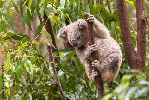 Canvas Print Young Koala Climbing Tree at Currumbin Wildlife Sanctuary Australia