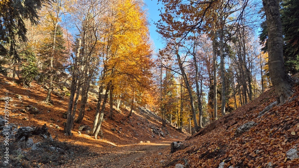 Fototapeta premium autumn path throuhg a sunny forest valley. peaceful forest road covered in fallen autumn leaves