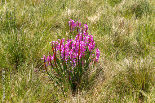 Photos Pink bugle flower (Watsonia confusa), also known as confused watsonia, in bloom