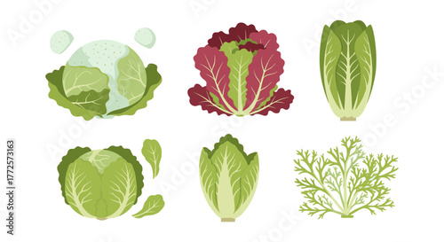 Colorful cabbage collection: nature's palette in fresh greens and reds