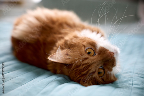 cat lying on the floor
