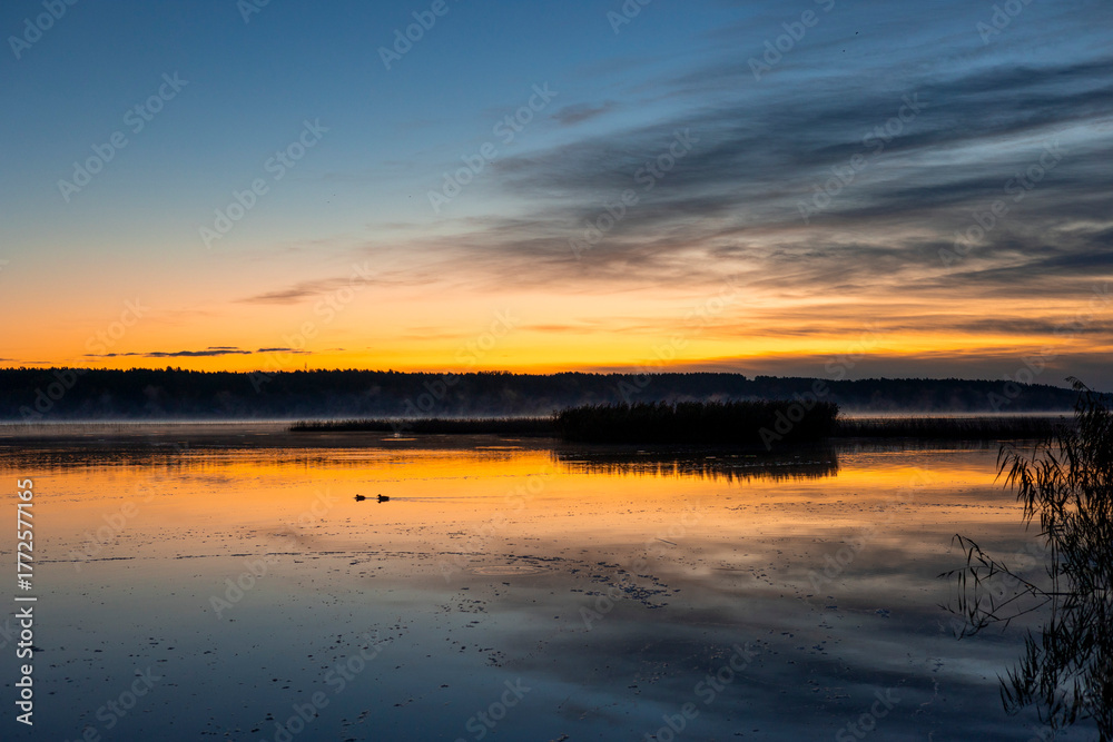 Obraz premium Beautiful adult mallard ducks swimming in the lake during autumn golden hour in Riga, Latvia.