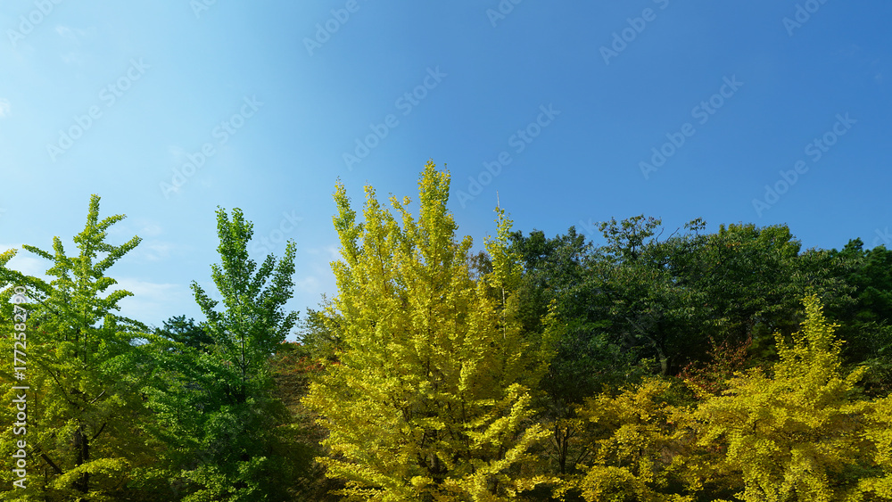 Obraz premium Ginkgo tree with mountain backdrop under clear blue sky