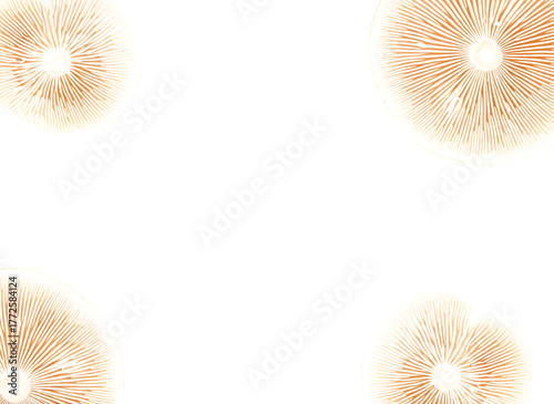 Stylized illustration of beige-orange mushroom tops with radiating gills in the corners on a transparent background