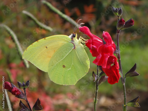 Cleopatra butterfly (Gonepteryx cleopatra), male  feeding on red baby sage flowers