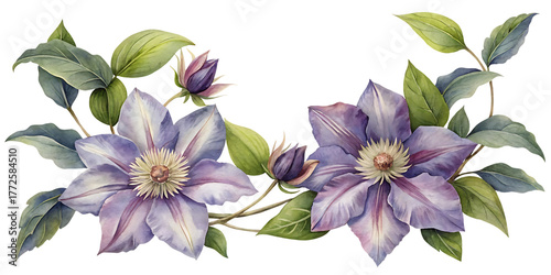 A beautiful watercolor illustration of two large purple clematis flowers with buds and green leaves, isolated on a transparent background, showcasing delicate petals and intricate details