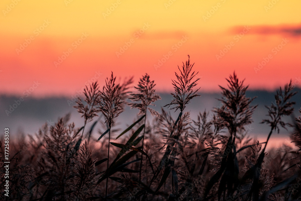 Obraz premium A beautiful autumn sunrise scenery with reeds growing in a lake. Morning landscape of Riga, Latvia.