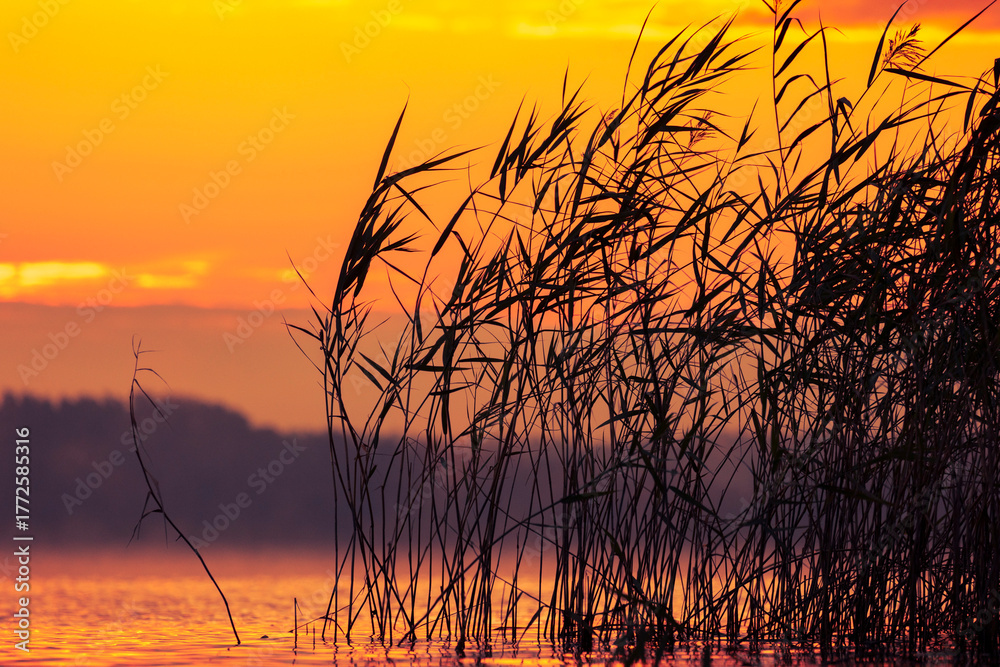 Fototapeta premium A beautiful autumn sunrise scenery with reeds growing in a lake. Morning landscape of Riga, Latvia.