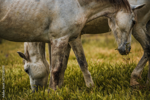 horse in the field