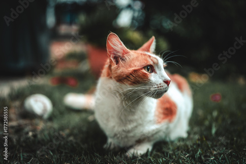 cat on the grass