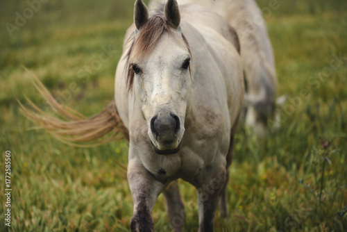 horse in the field