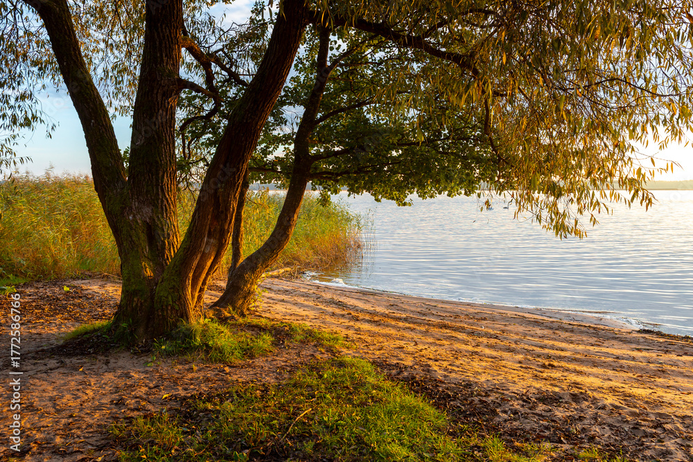 Naklejka premium Beautiful sunny autumn morning at a shore of a lake with trees. Bright, colorful landscape of Latvia.